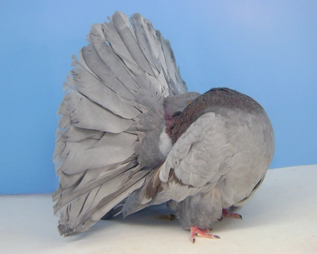 Oblíbené modifikace zbarvení holubů v České republice