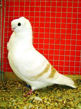 Představujeme okrasné holuby – staroněmeckého racka