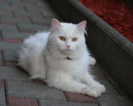 Gatto d'Angora: mantello e carattere di questo elegante felino