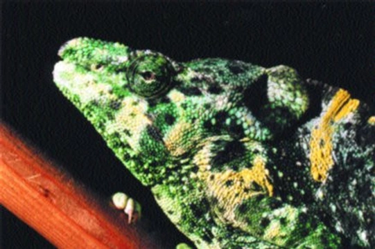 Chameleon mellerův (Chamaeleo melleri) - poznámky k chovu