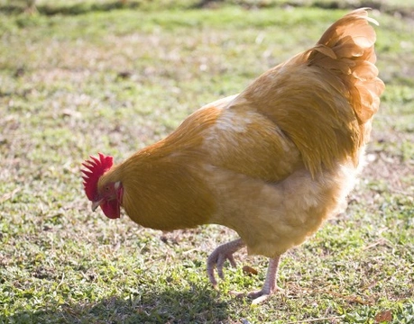Leg Problems and Lameness in Chickens