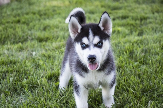 Ten things you need to know about the Siberian husky before you buy one