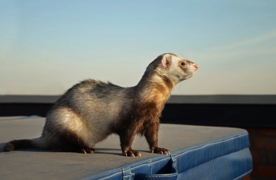 Are Ferrets Fun Pets or a Lot of Hassle?