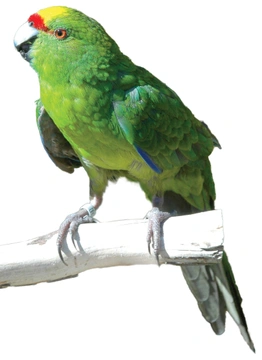 Papoušek, zvědavý pozorovatel našeho chování