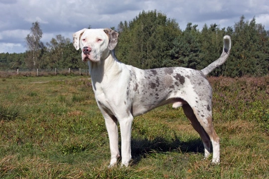 Catahoula great dane sales mix for sale