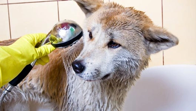 Hoe vaak moet een hond in bad?