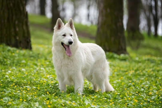 Meet the three new dog breeds invited to compete at Crufts 2019 ...