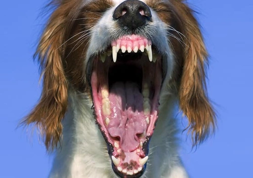 Hoeveel tanden heeft een hond?