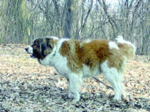 Kavkazský ovčák