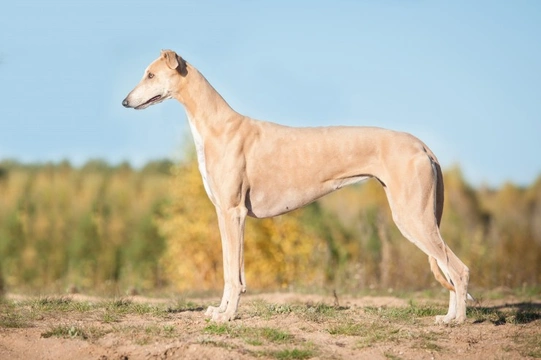 Greyhound neuropathy (GN) testing for dogs