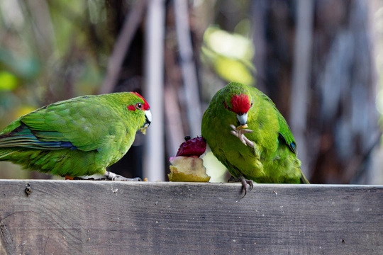 Tajemný svět papoušků: Dopřejme papouškovi plnohodnotný život