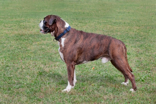 Brindle colouration in the boxer dog
