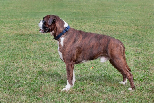 Boxer dog cheap tiger stripes