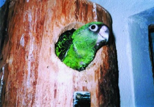 Papoušek konžský středoafrický