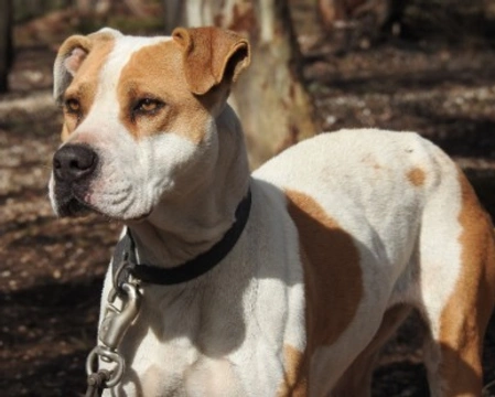American Pitbull Terrier Ukc: dove trovarlo e prezzi