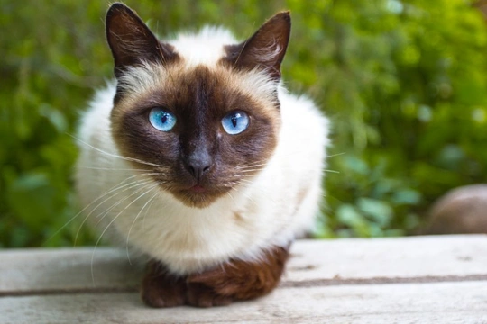 When can female cats fall pregnant?