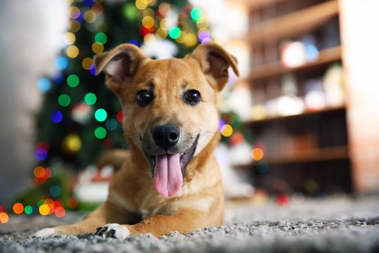 Some of the more unusual Christmas hazards that dog owners should be aware of
