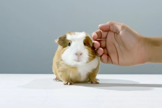 Why does a store guinea pig bite