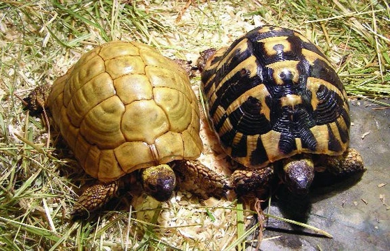 Euroasijské želvy rodu Testudo, nová taxonomie, pozorování v přírodě a chov v zajetí – 2. část