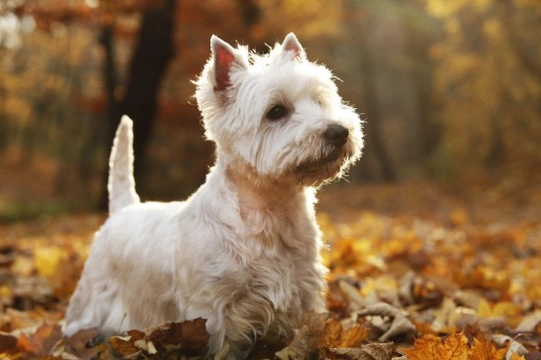 West highland discount terrier coats