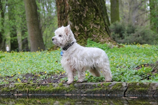 Westie cairn sale cross