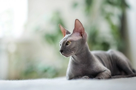 Five common skin problems in cats and how to identify them