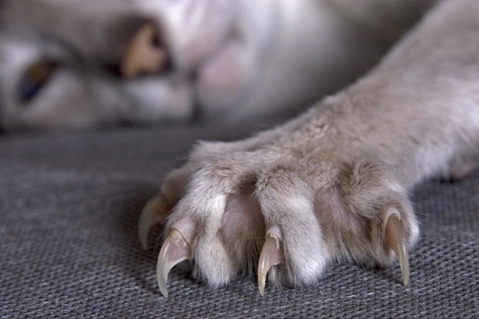 Why can cats can retract and extend their claws?