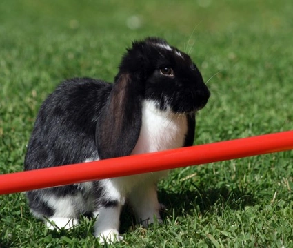 Rabbit Agility - Teaching Your Rabbit Tricks