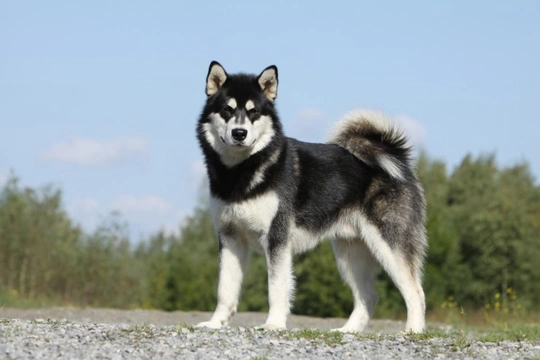 Short haired hot sale alaskan malamute