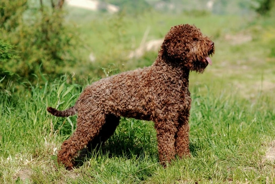 The best sale gun dog