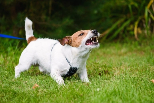 What can you do if your dog can be unpredictable and aggressive with others?