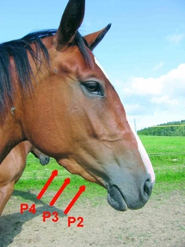 Díl 6.: Boule na čelistech mladých koní