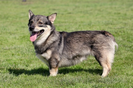 Retinopathy in the Swedish Vallhund dog breed