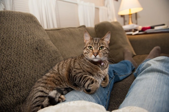 How to Turn your Kitten into a Lap Cat