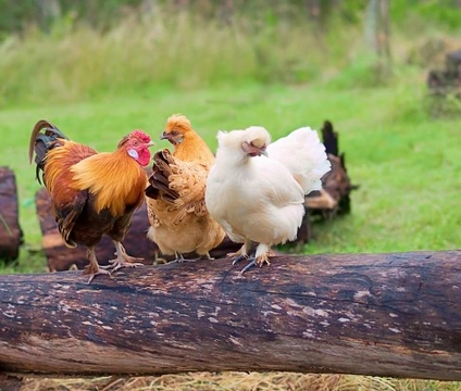 Why is a Pecking Order so Important to Chickens?