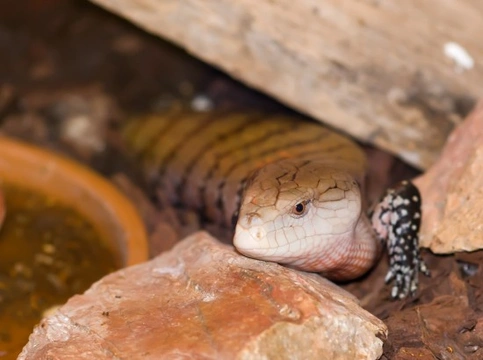 Sharing your home with a skink