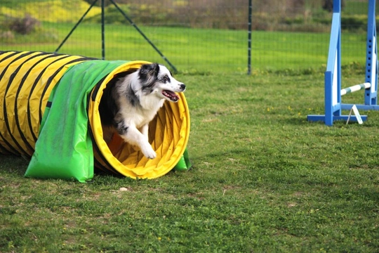 A short explanation of dog agility training equipment