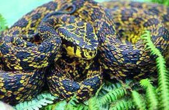 Chřestýšovci – hadí klenoty dálné Asie (3. díl)