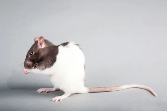 Common health problems of pet rats