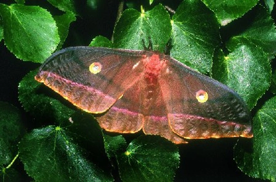 Motýli v přírodě i doma – 1.část