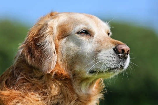 Do You Know How Long Your Dog Will Live For?