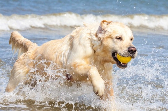Tips for exercising and tiring out a very active dog