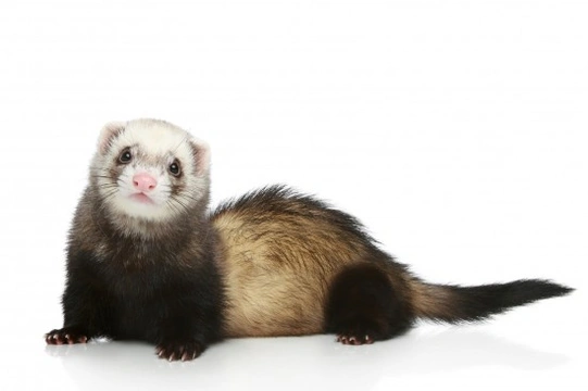 Waardenburg Syndrome in Ferrets