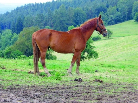 Koňský domácí lékař 27: Kůň hubne