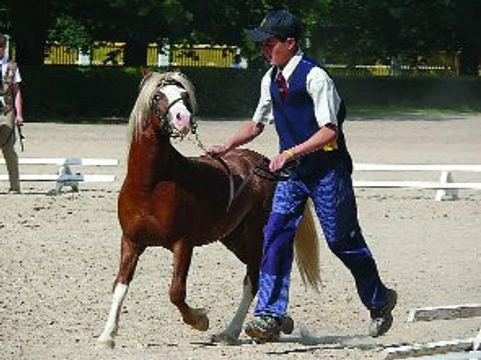 Šampionát hřebců Welsh Pony & Cob 2007