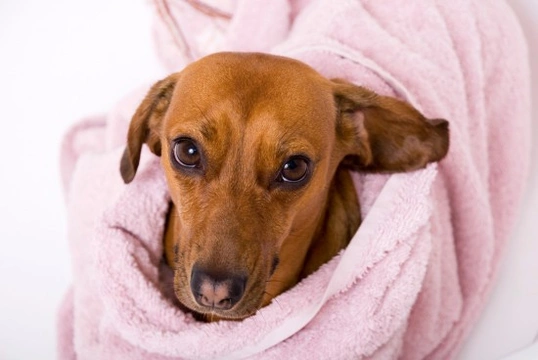 Some common canine care and behaviour myths
