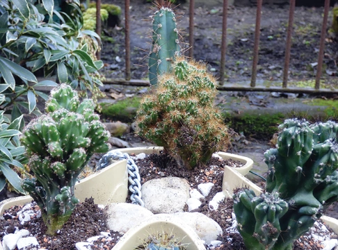 Exotická krása ve skleníku – pěstování kaktusů trošku jinak…