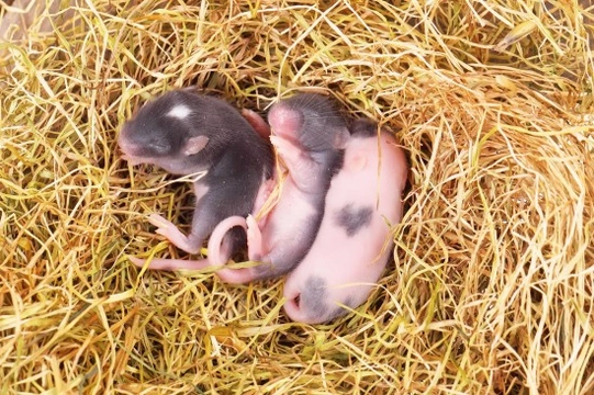 Breeding fancy hot sale mice