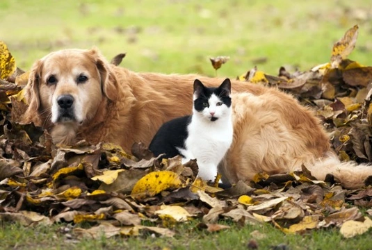 Vomiting, regurgitation and expectoration in cats and dogs - The difference