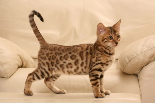 Different bengal cat outlet coats